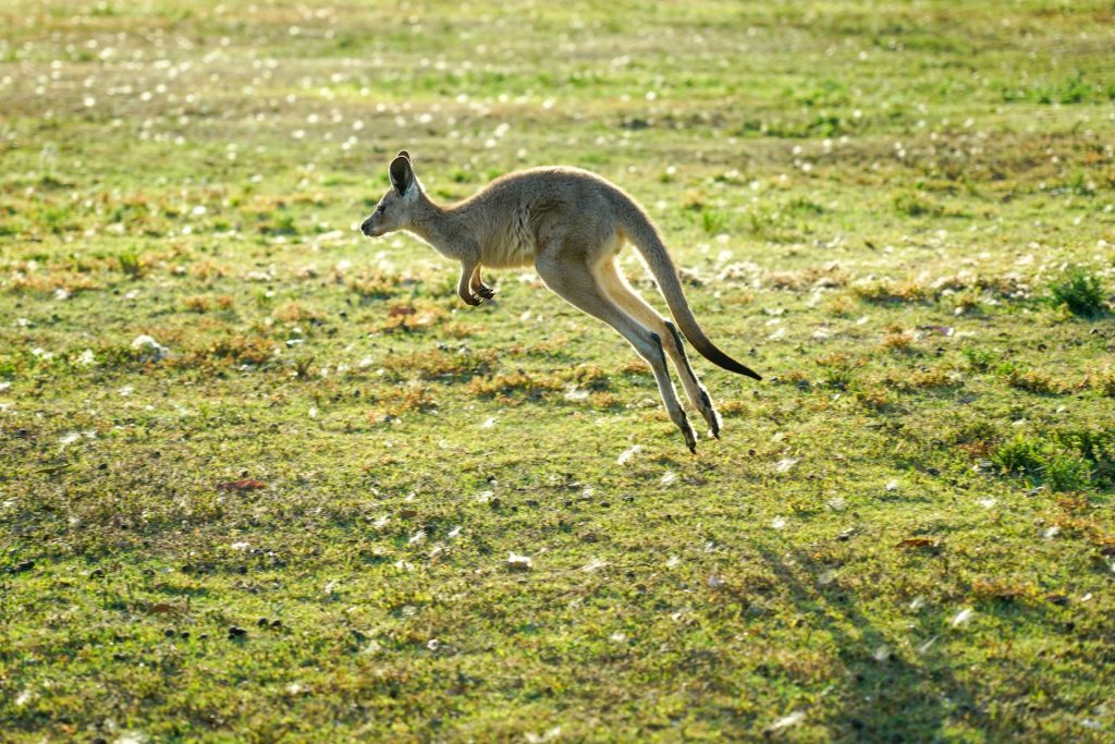 Känguru nach einem halben Jahr auf freiem Fuß in Deutschland gefangen