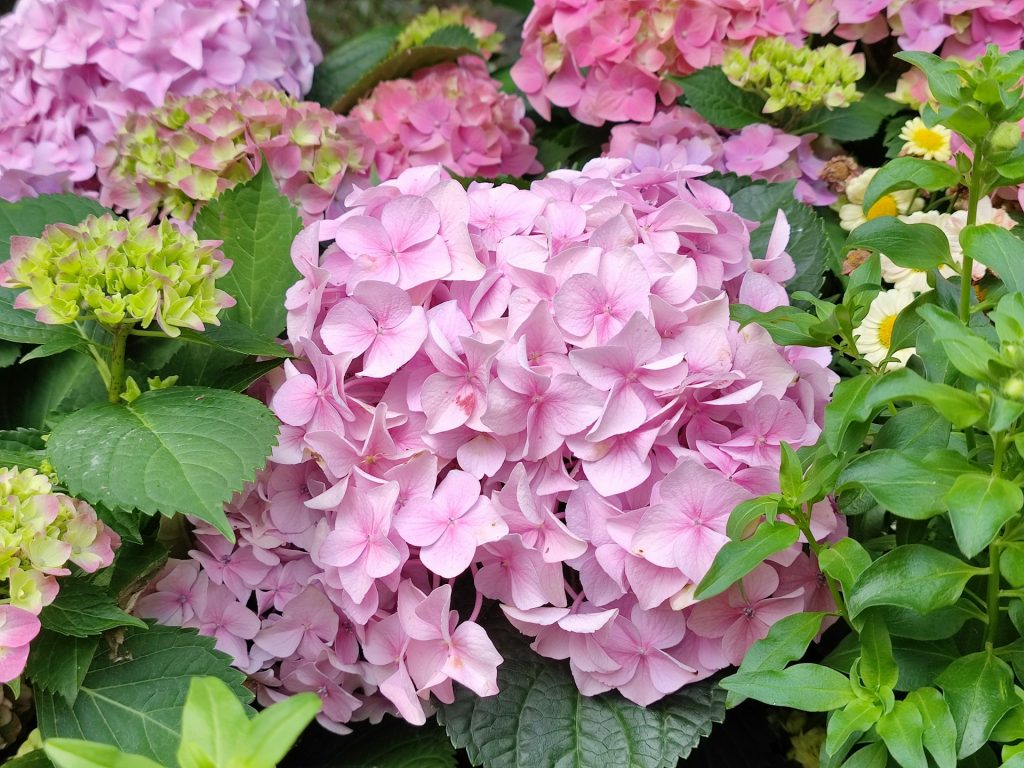 Hortensienpflege leicht gemacht: Tipps für gesunde und blühende Pflanzen