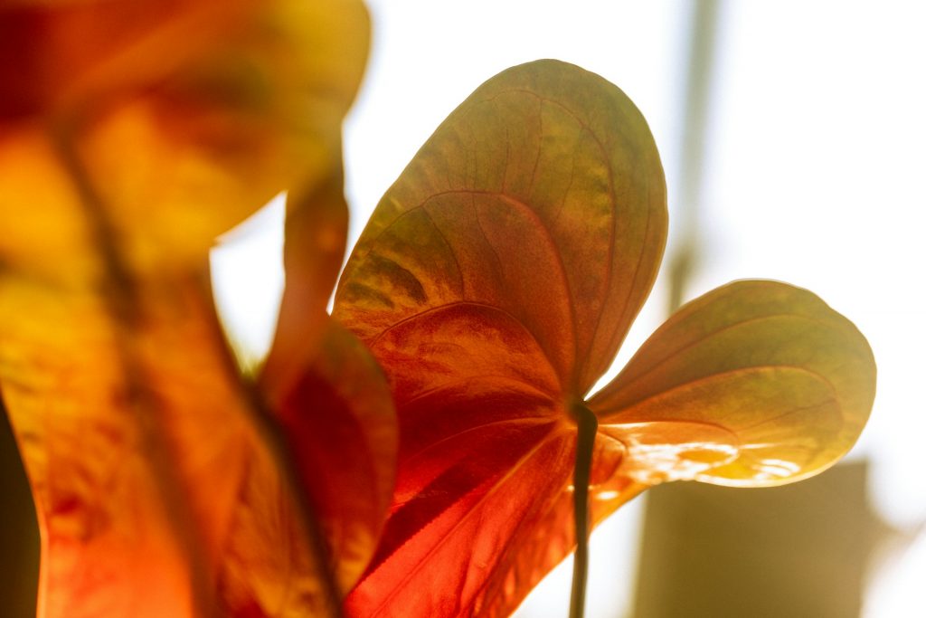 Anthurien: So pflegen Sie die exotische Flamingoblume richtig