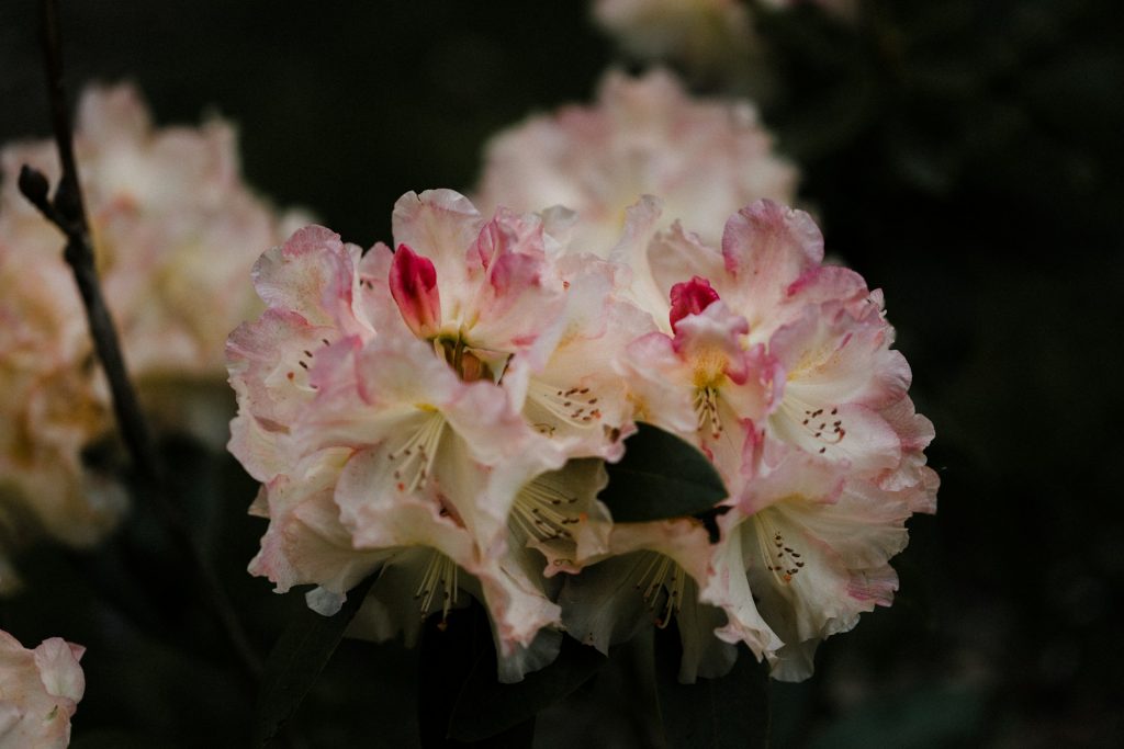 Rhododendron im Garten: Tipps für Standort, Pflege und Düngung