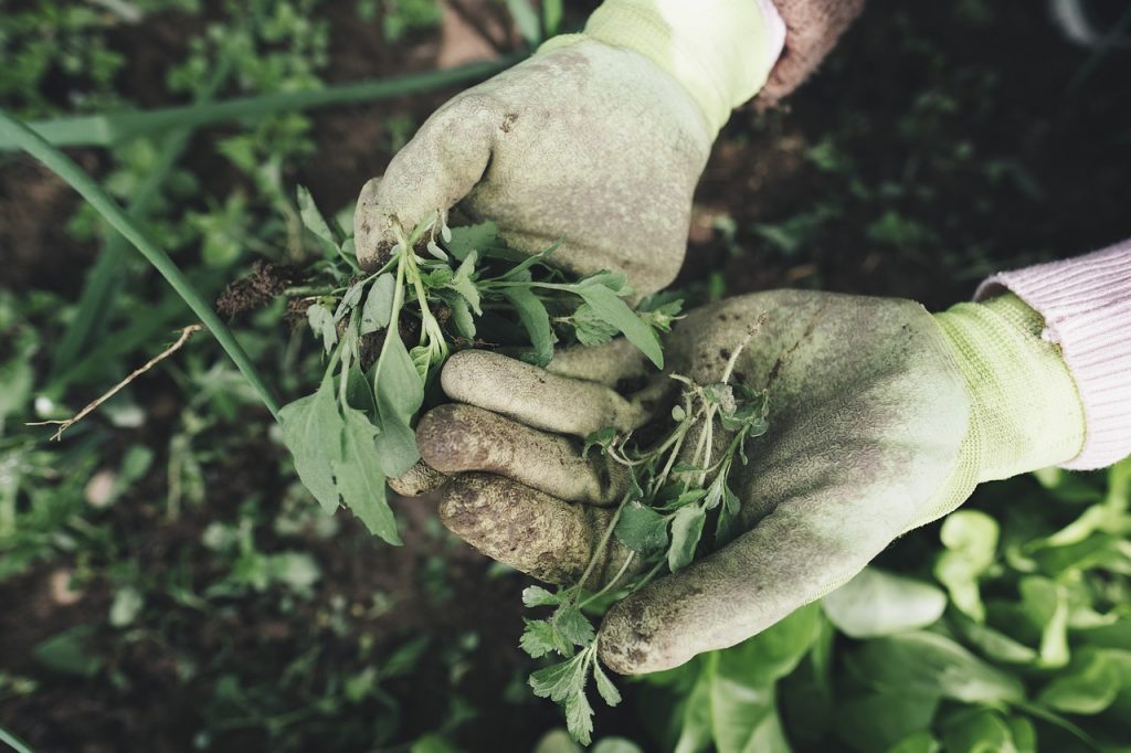 Moos und Unkraut im Rasen wirksam bekämpfen und vorbeugen: So bleibt die Grünfläche gesund